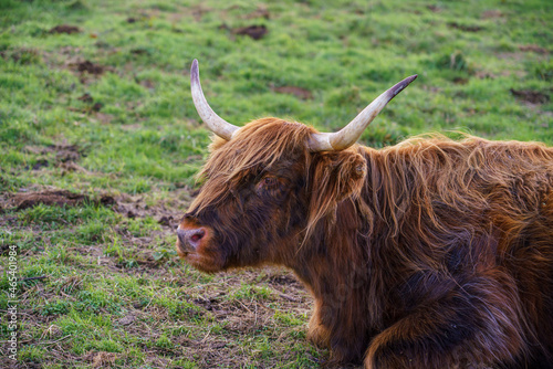 a red scottish highland cow (Bò Ghàidhealach; Hielan coo) with full horns at rest, chewing the cud