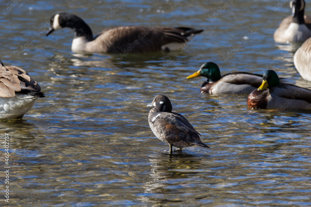 Male Harlequin Duck standing on a rock in a river surrounded by mallards and Canada geese