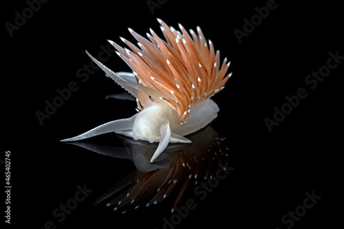 Himatina trophina nudibranch
