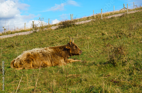 a red scottish highland cow (Bò Ghàidhealach; Hielan coo) with full horns at rest, chewing the cud
