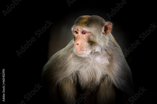 Portrait of the Rhesus Macaque Monkey in dark background, they are brown primates or apes and are also known as Macaca or Mullata