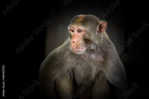 Portrait of the Rhesus Macaque Monkey in dark background, they are  brown primates or apes and are also known as Macaca or Mullata