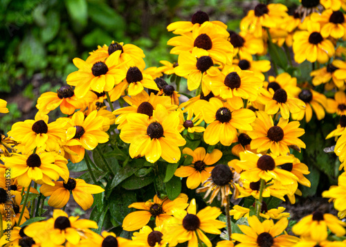 Large yellow flowers of rudbeckia close-up, growing on a flower bed in the garden. © lizaveta25