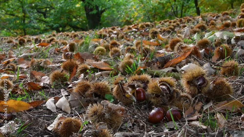 Autumn season in a forest of ancient chestnut trees, harvest time. Closeup of Chestnuts at ground with hedgehogs. Typical fresh autumn fruits. Autumn season in a forest of ancient chestnut trees, harvest time. Closeup of Chestnuts at ground with hedgehogs. Typical fresh autumn fruits.
