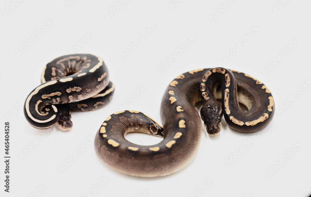 Royal Pythons on white background Royal Pythons on white background