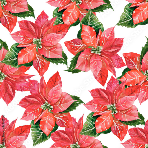 Hand drawn watercolor botanical sketch of red poinsettia leaves isolated on white. Christmas star for wrapping paper  home decor and textile  decoupage  and scrapbooking craft  greeting cards