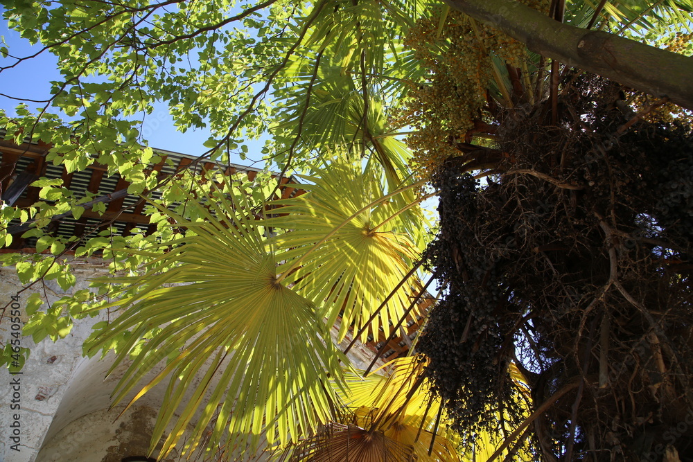 Naklejka premium palm tree jungle
