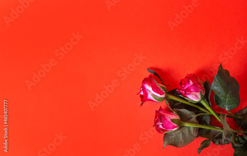 three pink roses on a red background top view