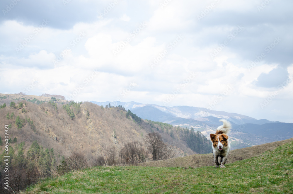 Country dog