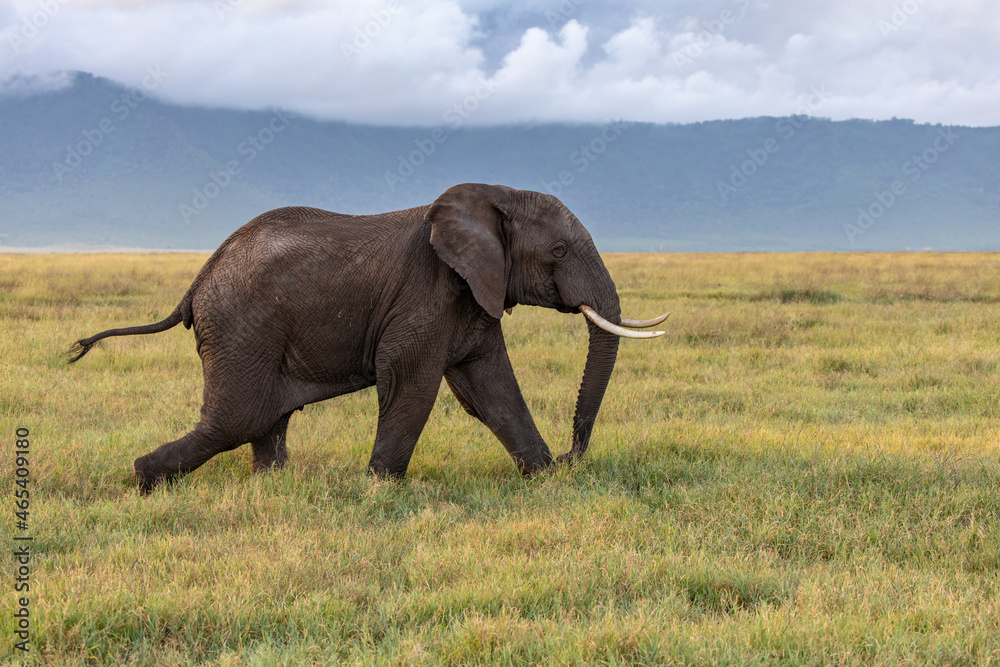 Fototapeta premium An Adult Elephant Running Across a Grassy Plain in Ngorongoro Crater, Tanzania, Africa