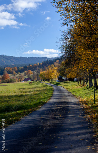 a road in the mountain. a path leads to the mountain  the colors of the forest are autumn. the sky is blue. The trees have their yellow orange leaves.