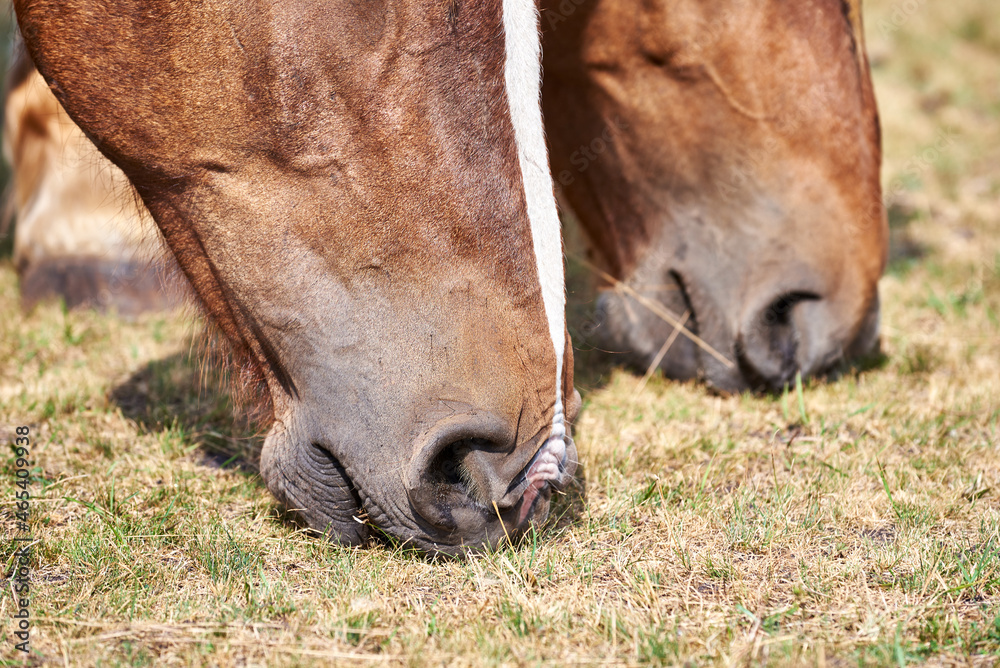Fototapeta premium Close up of muzzles of two horses grazing grass