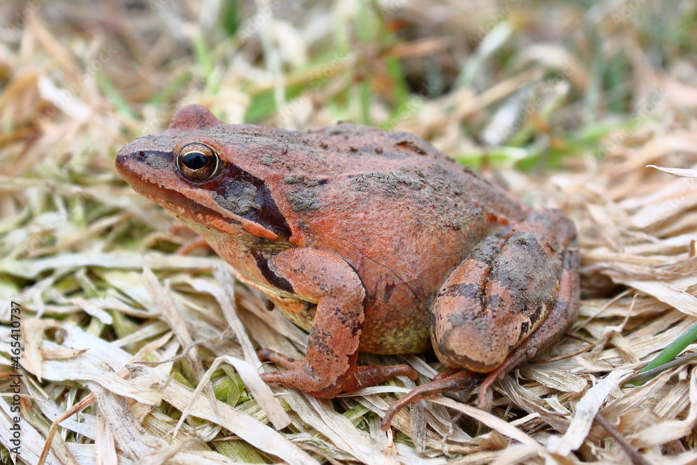 agile frog (Rana dalmatina) female during the breeding season on natural habitat agile frog (Rana dalmatina) female during the breeding season on natural habitat