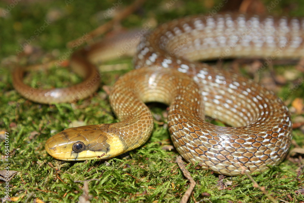Aesculapian snake (Zamenis longissimus) in natural habitat Aesculapian snake (Zamenis longissimus) in natural habitat