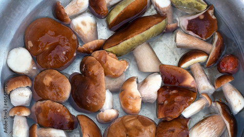 Washing fresh boletus mushrooms before cooking. Autumn harvest from the forest.