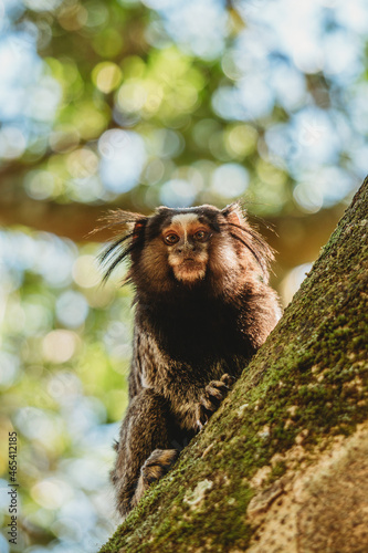SAGUI BRASIL