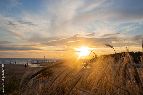Photos Grass and spikelets on a sand dune
