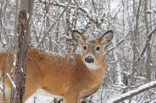 Wallpaper Mural close up of white tail deer in winter forest of nearby city park, Alberta Canada Torontodigital.ca