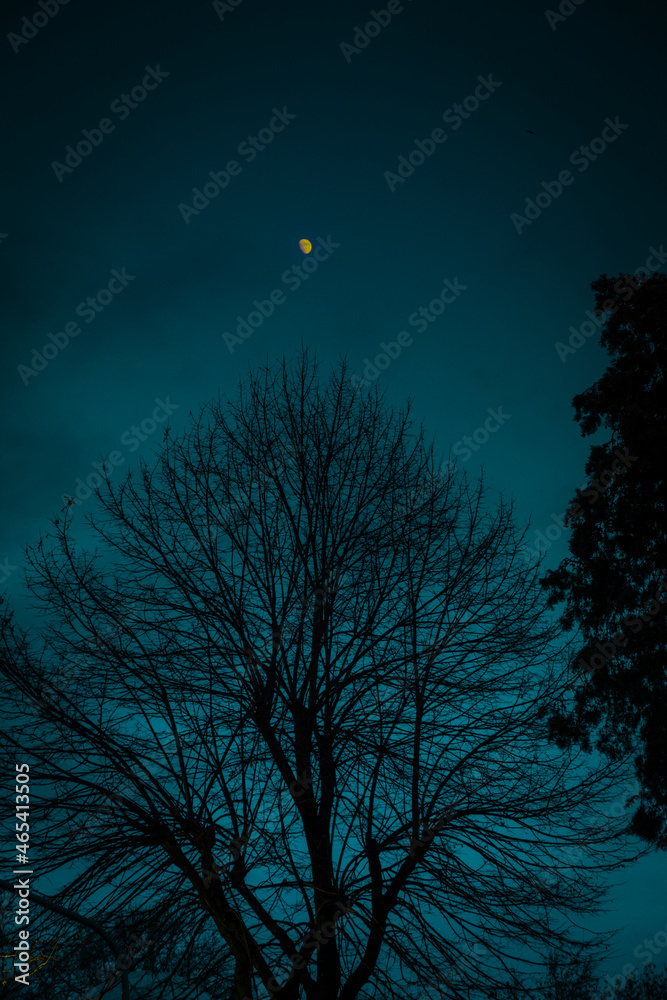 moon and tree moon and tree