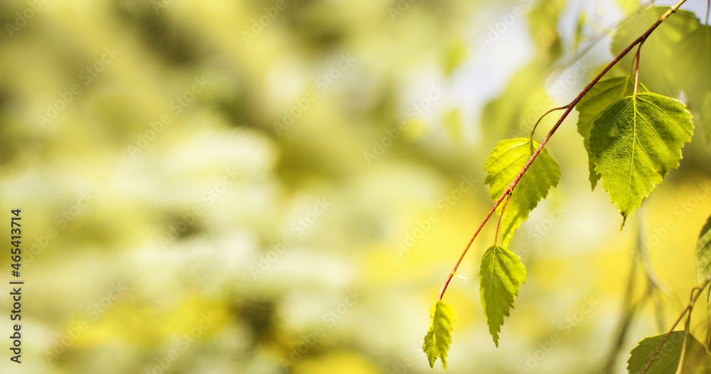 Birch branch and leaves on blurred background with copy space Birch branch and leaves on blurred background with copy space
