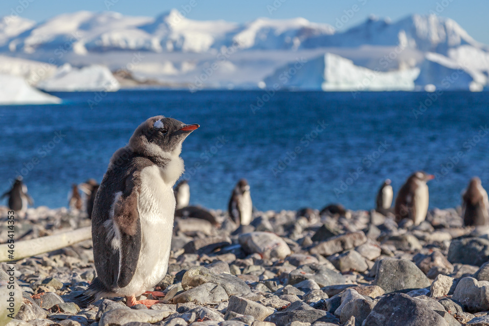 Obraz premium Gentoo penguin chick standing on the coastline with sea and mountains in the background, Cuverville Island, Antarctica