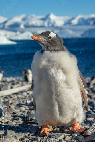 Gentoo penguin chick standing on the coastline with sea and mountains in the background, Cuverville Island, Antarctica