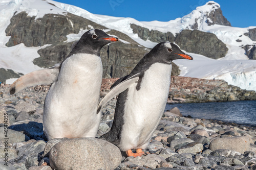 Gentoo penguins standing on the coastline  Cuverville Island  Antarctica