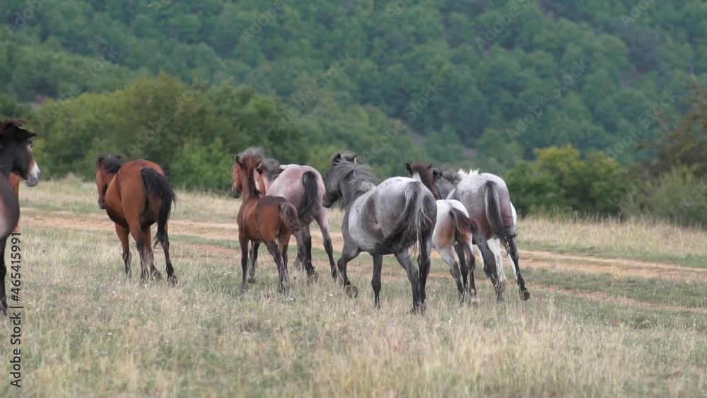 Herd, stud of wild horses running on the mountain pasture in summer, slow motion Herd, stud of wild horses running on the mountain pasture in summer, slow motion