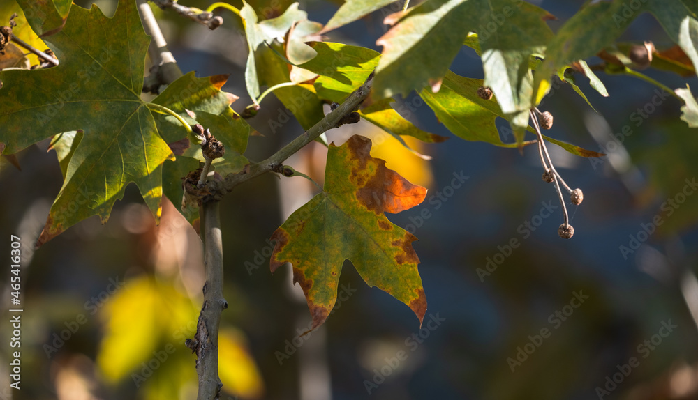 sycamore leaves withered and yellowed in autumn. blurred background. sycamore leaves withered and yellowed in autumn. blurred background.