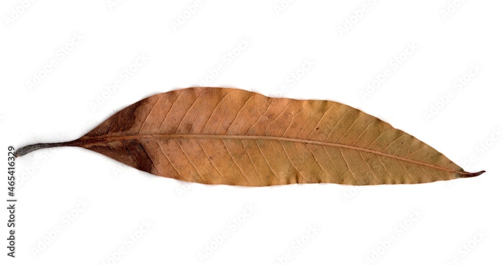 leaf isolated on white background leaf isolated on white background