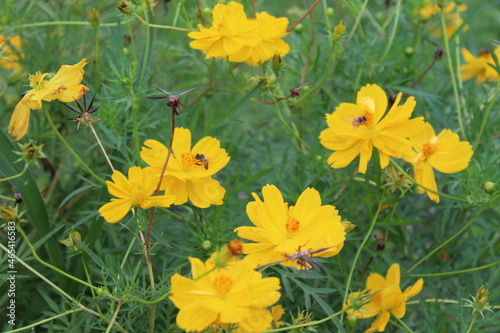 flores en naturaleza amarillas