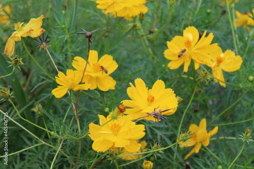 Flor amarilla