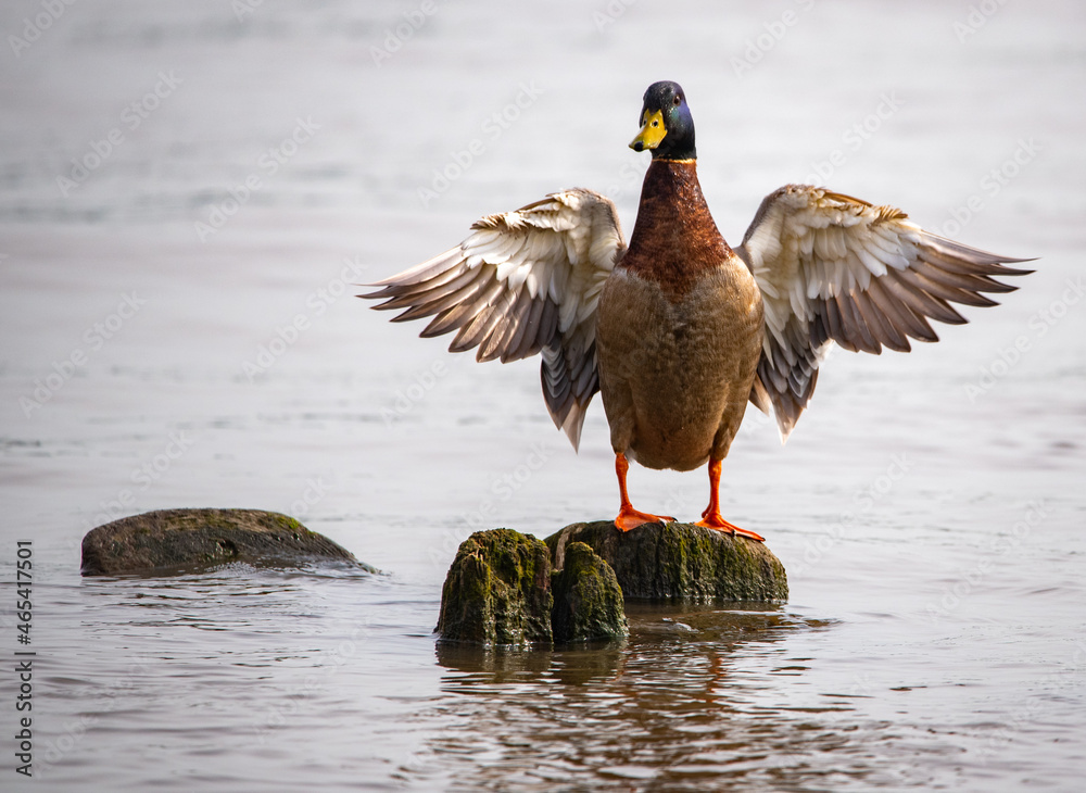 Fototapeta premium Colorful duck with wings spread on rock