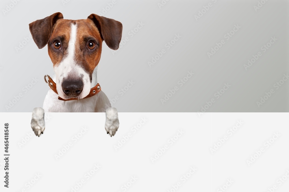 Cute young dog with paws on the table. Portrait of cute dog