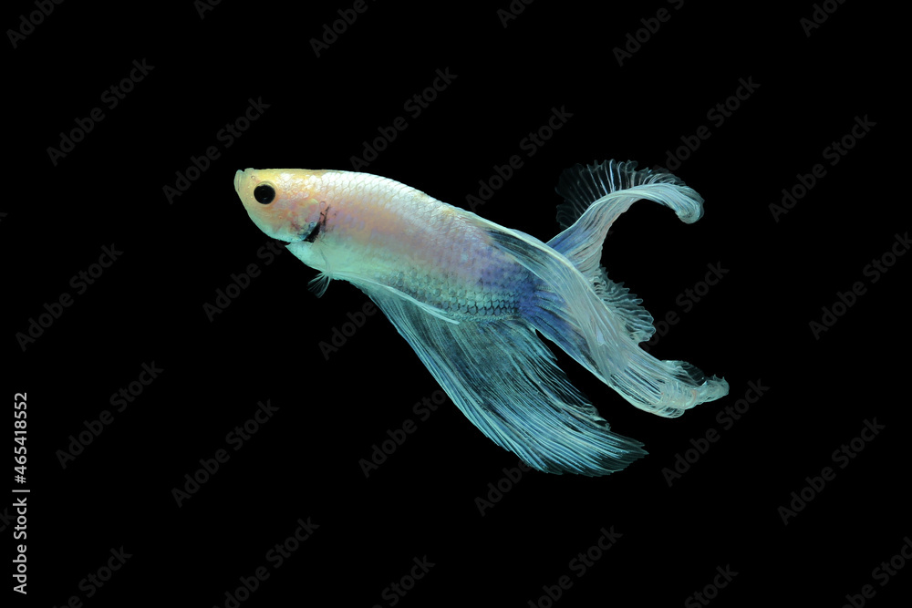 Fototapeta premium fish, betta fish, betta fish swerving on a black background