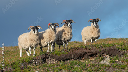 Group of sheep stand on a ridge, Cairngorms, Scotland