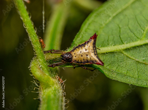 Neotropical spiny orb-weaving spiders Micrathena plana photo