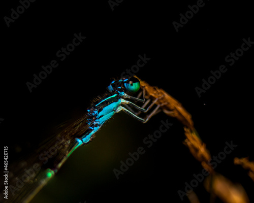 Blue Wedgetail a damselflies photo