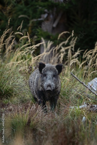 Wild boar on the autumn meadow. Boar next to the wood. European wildlife. 