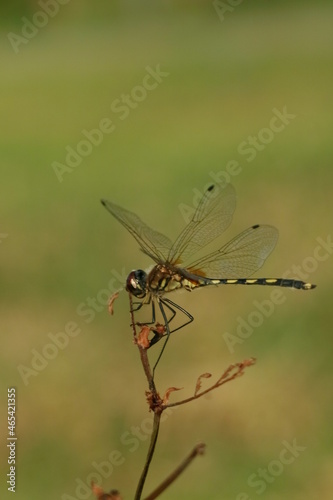 dragonfly on a branch © DECHA