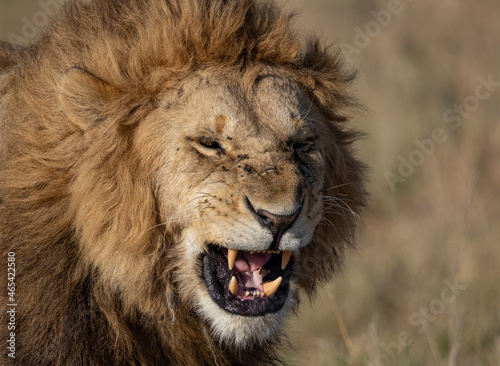 A male lion in the Maasai Mara  Africa