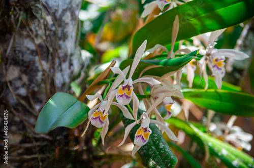  Diversidad de Flora Amazónica