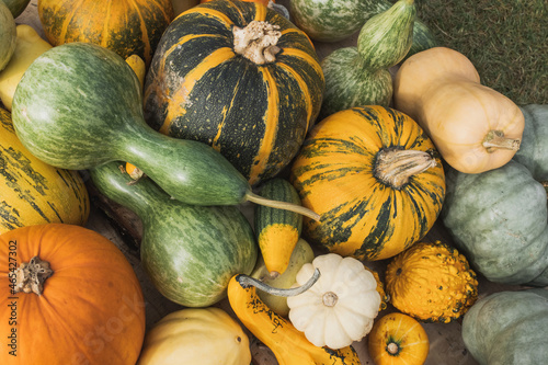 Wallpaper Mural Decorative pumpkins outdoor on the ground. Close up, selective focus. Halloween and Thanksgiving decoration for home and celebration concept Torontodigital.ca