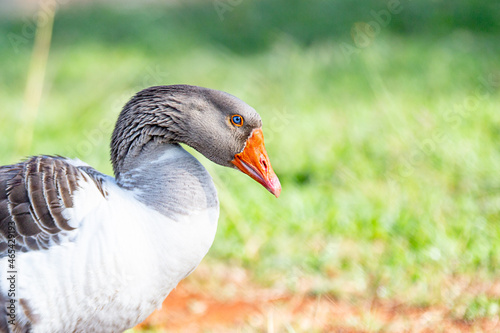 Blue-eyed domestic goose in closeup with background blur.