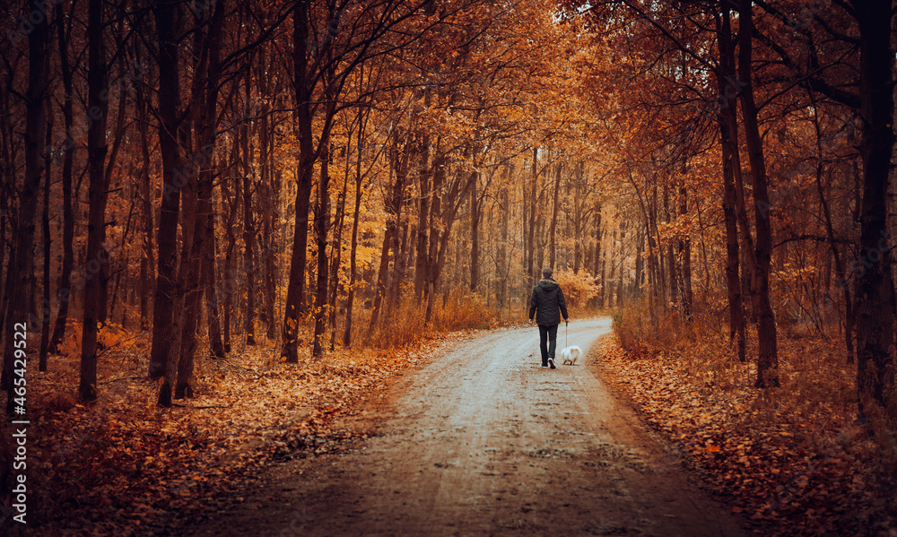 Autumn landscape - man walking in the golden forest. Bright path in the dark trees.