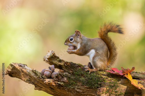 American red squirrel (Tamiasciurus hudsonicus) in autumn photo