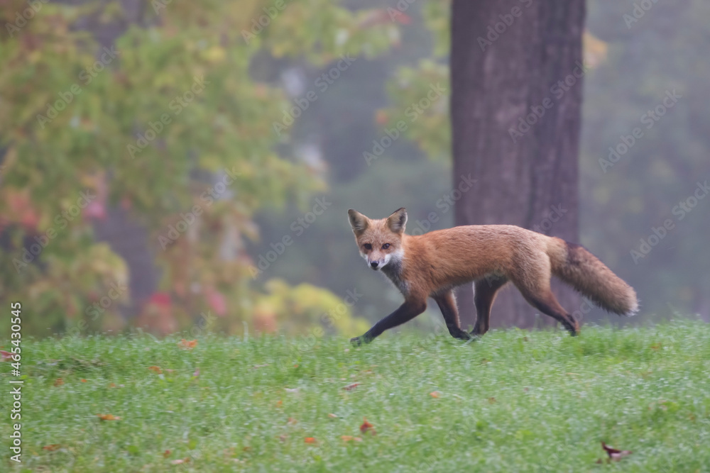 Cute young red fox in autumn Cute young red fox in autumn