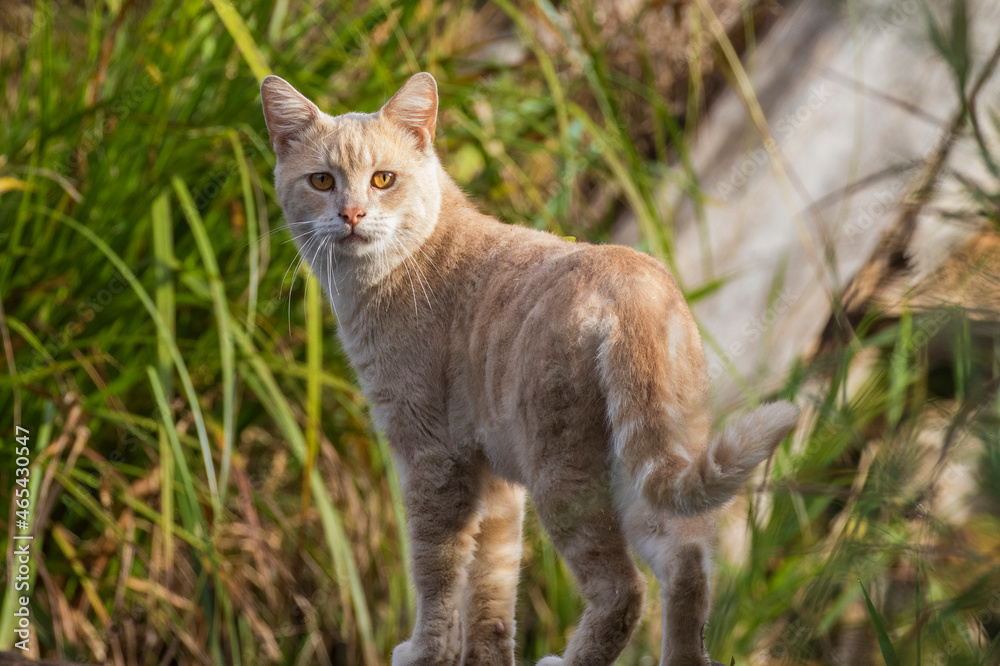 Beautiful feral cat in autumn Beautiful feral cat in autumn