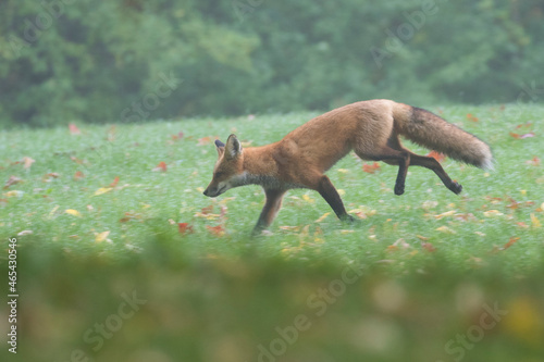 Cute young red fox in autumn 