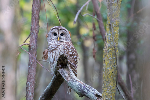  barred owl (Strix varia) in autumn